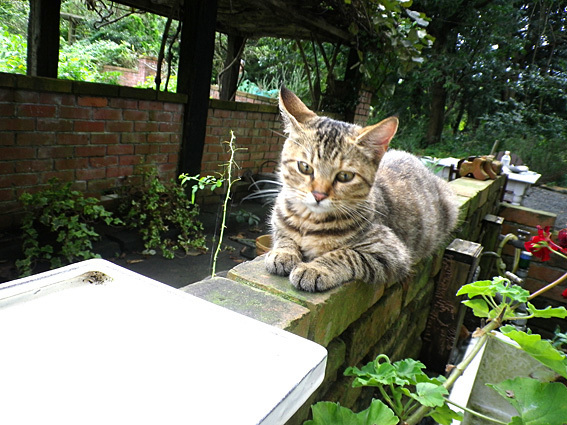 猫と共同作業 ドリプレ ローズガーデン バラの森暮らし 秘密の日記