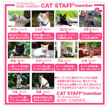 CAT.jpg